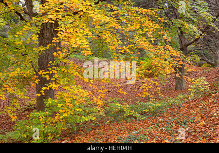 Stati Uniti d'America, Oregon, Portland, Hoyt arboreto, Colore di autunno Europeo di faggio (Fagus sylvatica). Foto Stock