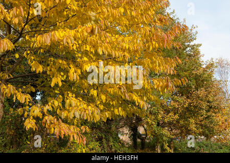 Colore di autunno, ciliegio, Prunus sp Foto Stock