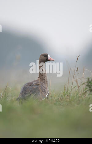 Bianco-fronteggiata Goose ( Anser albifrons ), seduta / in appoggio in erba alta di un prato, guardando indietro sopra la sua spalla. Foto Stock