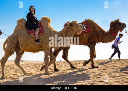 Turisti e cammelli a Sand Lake,Shizuishan,Ningxia,Cina Foto Stock