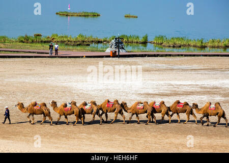 Turisti e cammelli a Sand Lake,Shizuishan,Ningxia,Cina Foto Stock