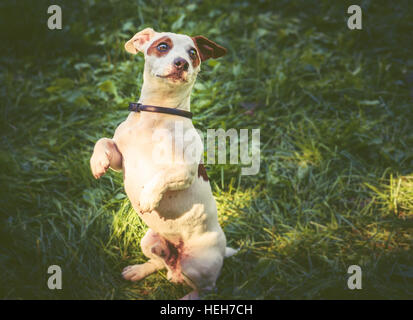 Cane seduto dritto sulle zampe posteriori vestita di nero anti pulci e collare di tick Foto Stock