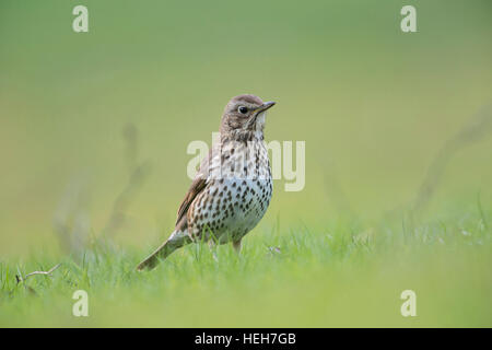 Tordo Bottaccio ( Turdus philomelos ) nel suo abito di allevamento, seduti per terra in erba, guardando a basso punto di vista. Foto Stock