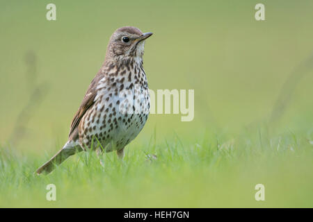 Tordo Bottaccio ( Turdus philomelos ) nel suo abito di allevamento, seduti per terra in erba, guardando a basso punto di vista. Foto Stock