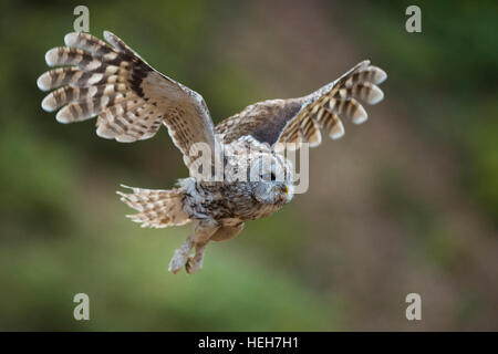 Allocco / Waldkauz ( Strix aluco ) in volo, battenti, battendo le sue ali, vista laterale dettagliata, pulire lo sfondo. Foto Stock