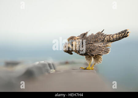 Falco pellegrino / Duck Hawk ( Falco peregrinus ) seduto sulla cima di un alto edificio, sul bordo di un tetto, scuotendo il suo piumaggio. Foto Stock