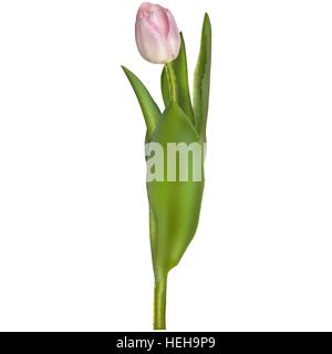 Rosa fresca tulip isolato su bianco. EPS 10 Illustrazione Vettoriale