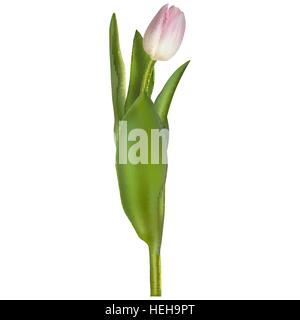 Bella realistico tulip isolato. EPS 10 Illustrazione Vettoriale