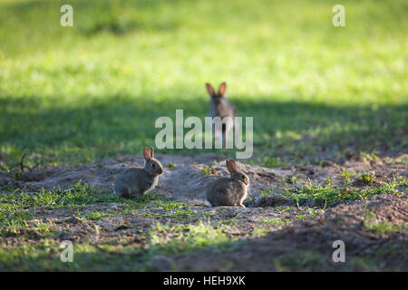 Coniglio europeo (oryctolagus cuniculus). Doe tornando a nido burrow e due giovani di pari livello. Seminativi Cereali campo. Norfolk. Regno Unito. Foto Stock