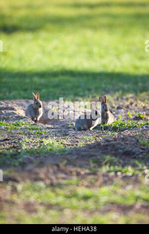 I capretti conigli europea (oryctolagus cuniculus). Seduta al di fuori del nido burrow. Svezzato e quasi completa independnce dalla madre. Norfolk. Regno Unito. Foto Stock
