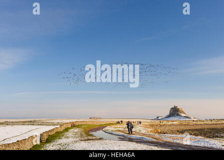 Stormo di oche Brent sorvolare Lindisfarne in inverno Foto Stock