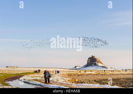 Stormo di oche Brent sorvolare Lindisfarne Castle in inverno Foto Stock