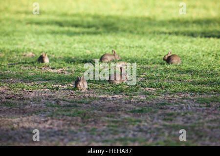 Conigli europea (oryctolagus cuniculus). Giornate di pascolo su recentemente seminato campo di cereali. Mostra il danno fatto vicino a bordo campo. Norfolk. Regno Unito. Foto Stock