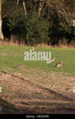 Coniglio europeo (oryctolagus cuniculus). lerted alla percezione di un possibile pericolo. Pascolo a bordo di un recentemente seminato campo di cereali. Norfolk. Foto Stock