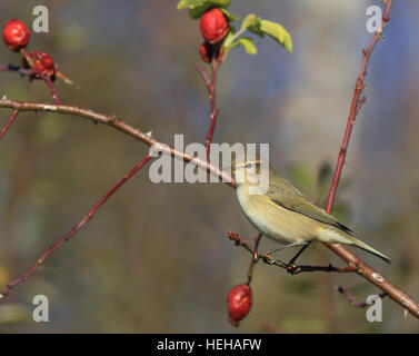 Chiffchaff comune, Phylloscopus collybita, seduta su ramoscello con rose Foto Stock