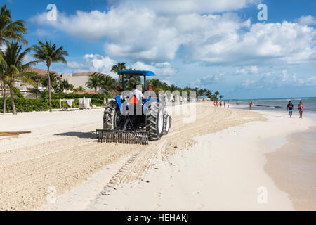 Trattore a rastrellare una spiaggia a Playa Del Carmen, vicino a Cancun, Messico per rimuovere le alghe e spazzatura lavato fino sulla riva. Foto Stock