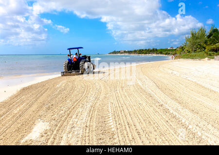 Trattore a rastrellare una spiaggia a Playa Del Carmen, vicino a Cancun, Messico per rimuovere le alghe e spazzatura lavato fino sulla riva. Foto Stock