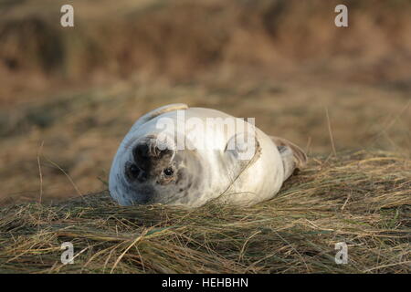 Donna Nook guarnizione grigio pup capovolto pupping durante la stagione. Foto Stock