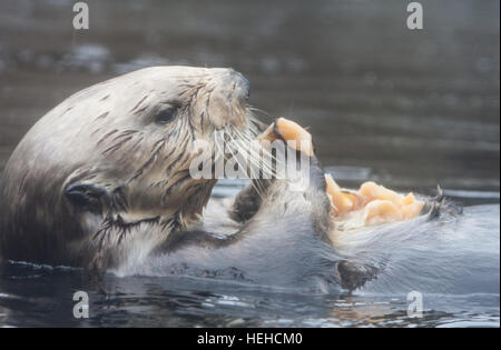 A Monterey Bay Aquarium,California,U.S.A.,Stati Uniti d'America, Foto Stock