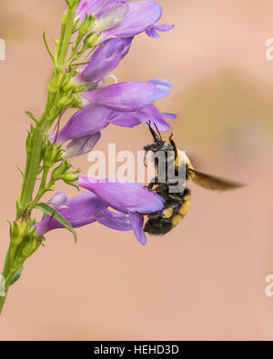 Bumblebee sulla montagna rocciosa Penstemon volando da un fiore all'altro. Foto Stock