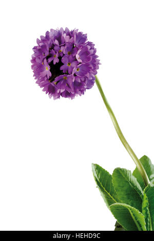 Coscia o Himalayan Primula (Primula denticulata) Foto Stock