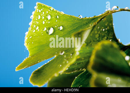 Il Ginkgo, Gingko o Maidenhair Tree (foglie di Ginkgo biloba) coperto di gocce d'acqua, gocce Foto Stock