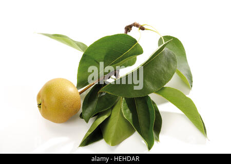 Pera Nashi (Pyrus pyrifolia) sul ramo con foglie Foto Stock