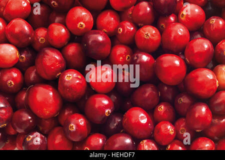 American mirtilli rossi o Bearberries (Vaccinium macrocarpon) Foto Stock