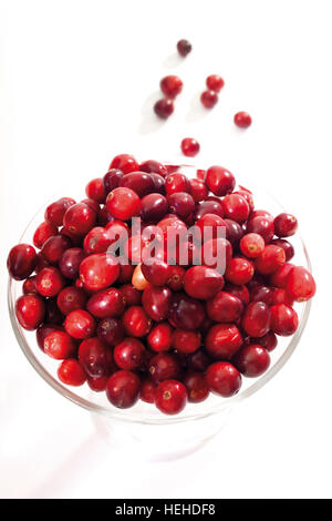 American mirtilli rossi o Bearberries (Vaccinium macrocarpon) Foto Stock