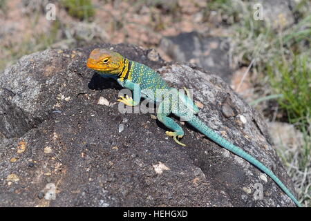 Colorata lucertola a collare crogiolarsi al sole sulle rocce esposte al coniglio Valley Trail attraverso il tempo, western Colorado Foto Stock