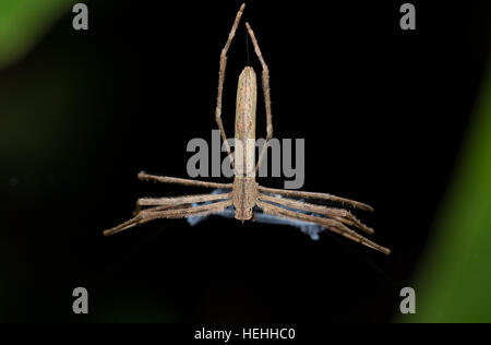 Ogre-Faced spider (Deinopis subrufa) chiamato anche Rufous Net-casting ragno con net. Spider è attivo durante la notte. Parco Nazionale Masoala, Toamasina provi Foto Stock