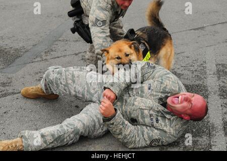 Lavoro militari cane attacchi di Zena un finto Bank Robber durante un locale della fattibilità operativa esercizio simulazione alla Kadena Air Force Base Maggio 12, 2009 a Okinawa, Giappone. Foto Stock