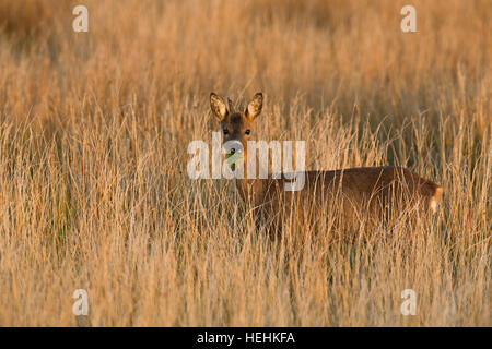 Capriolo; Capreolus capreolus Single Buck in Prato Scozia - UK Foto Stock