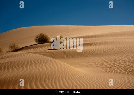 Dune imperiale nel tardo pomeriggio con vento increspature e tre cespugli di creosoto. Queste alte dune sono costantemente in movimento. Foto Stock