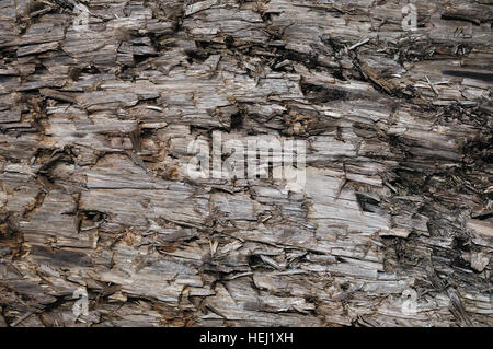 Natural Weathered GRIGIO TAUPE Brown tagliare ceppo di albero Texture, grande orizzontale feriti dettagliata danneggiato vandalizzato grigio Sfondo legname Macro di legno Foto Stock