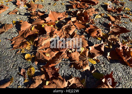 Daimyo di foglie di quercia in autunno a Los Angeles County Arboretum e Giardino Botanico Foto Stock