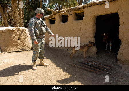 Stati Uniti Army Spc. Steven Robinson, con sede e Sede Società K-9, 1° Stryker Brigade Combat Team, XXV Divisione di Fanteria e la sua pattuglia di rilevamento esplosivi cane, Kay, cerca una capanna di fango durante un combinato di missione di compensazione con soldati iracheni nel villaggio di Ibrahim Jassim, nella provincia di Diyala, Iraq, il Agosto 29. Flickr - STATI UNITI Esercito - soldato %%%%%%%%5E Kay lavorare insieme Foto Stock