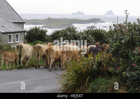 Vacche essendo herded lungo una strada sull' isola Valentia, nella contea di Kerry alle Skelligs all'orizzonte. Foto Stock