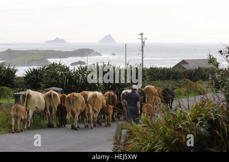 Vacche essendo herded lungo una strada sull' isola Valentia, nella contea di Kerry alle Skelligs all'orizzonte. Foto Stock