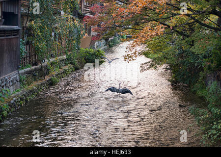 Gru battenti lungo il canale Shirakawa a Shimbashi, Gion, Kyoto, Giappone Foto Stock