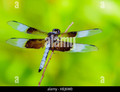 Vedova (Skimmer Libellula luctuosa) vista dal retro. Sun riflessa da ali. Messa a fuoco selettiva. sfocato sfondo follage Foto Stock