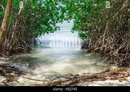 Guardando attraverso gli alberi di mangrovie in Mangel Halto beach ad Aruba Foto Stock