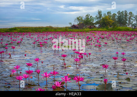 Mare di rosa e rosso lotus a Udon Thani, Thailandia Foto Stock