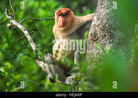 Scimmia Proboscis maschio alfa (larvatus Nasalis) seduta su ramo di albero nella foresta pianeggiante del Borneo. Foto Stock