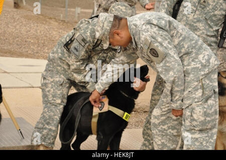 Il comando Sgt. Il Mag. Frank M. Leota, comando sergente maggiore, XXV divisione di fanteria, luoghi la divisione della patch sul lavoro militari cane "Bleckie' durante le Divisioni Patch per combattere la cerimonia di premiazione che si terrà a U.S. Divisione - Sede centrale, Camp Liberty, Iraq, gen. 14. La cerimonia ha riconosciuto per la prima volta distribuito 'Tropic Lightning' soldati per il loro servizio in una zona di combattimento da aggiudicare ciascuna con un manicotto di spalla insegne per ex servizio in tempo di guerra, comunemente noto come 'combattimento patch. " (NEGLI STATI UNITI Esercito foto di Sgt. 1. Classe Krishna Gamble, XXV divisione di fanteria Public Affairs Office) USD-C %%%%%%%%E2%%%% Foto Stock