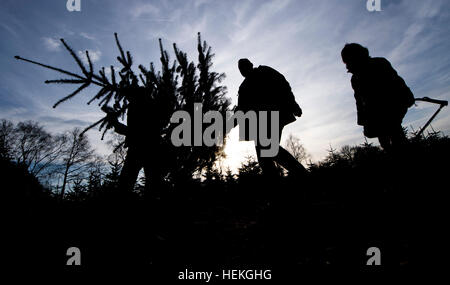 Hannover, Germania. Xxi Dec, 2016. Una famiglia porta un albero di Natale in "Albero di Natale" piantagione in Negeborn vicino Hannover, Germania, 21 dicembre 2016. Le famiglie possono scegliere tra migliaia di singoli alberi e ha visto scendere proprio albero di Natale presso la piantagione. Foto: Julian Stratenschulte/dpa/Alamy Live News Foto Stock