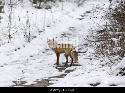 Kiev, Ucraina. 22 Dic, 2016. Un wild fox passeggiate nella città deserta di pripjat, a due chilometri dalla centrale nucleare di Chernobyl, in Ucraina, il 22 dicembre 2016. L'esplosione dell'unità 4 della centrale nucleare di Chernobyl il 26 aprile 1986 è ancora considerato il più grande incidente di energia nucleare nella storia. © Serg Glovny/ZUMA filo/Alamy Live News Foto Stock