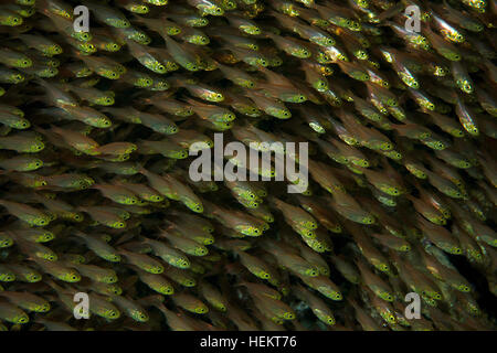 Mar Rosso, Egitto. 4 Novembre, 2016. grande scuola di Glassfish o Spazzatrici Nana (Parapriacanthus ransonneti), Mar Rosso, Dahab, Sinai, Egitto © Andrey Nekrasov/ZUMA filo/ZUMAPRESS.com/Alamy Live News Foto Stock