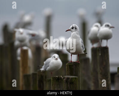 Bad Zwischenahn, Germania. 23 Dic, 2016. I gabbiani arroccato sui puntoni in legno di un pontile sul lago Zwischenahner Meer in Bad Zwischenahn, Germania, 23 dicembre 2016. Un inverno tranquillo è disceso sul lago. Foto: Ingo Wagner/dpa/Alamy Live News Foto Stock