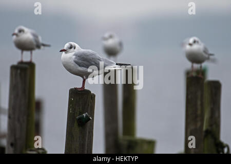 Bad Zwischenahn, Germania. 23 Dic, 2016. I gabbiani arroccato sui puntoni in legno di un pontile sul lago Zwischenahner Meer in Bad Zwischenahn, Germania, 23 dicembre 2016. Un inverno tranquillo è disceso sul lago. Foto: Ingo Wagner/dpa/Alamy Live News Foto Stock